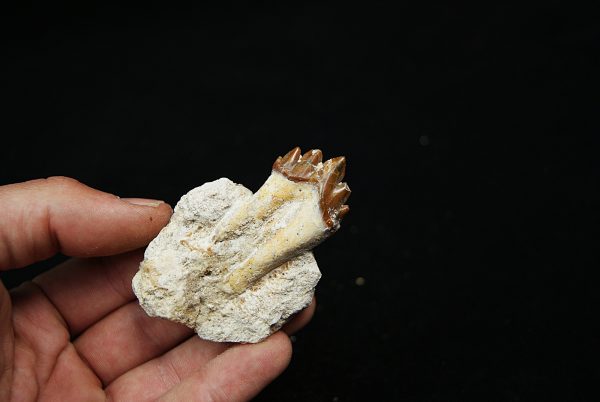 Molar fósil de Basilosaurus