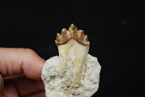 Molar fósil de Basilosaurus