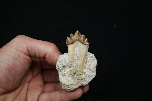 Molar fósil de Basilosaurus