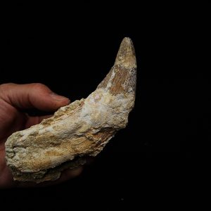 Colmillo fósil de Dorudon