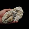 Molar fósil de Basilosaurus