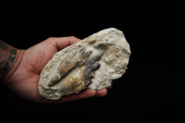 Molar fósil de Basilosaurus