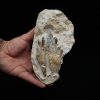 Molar fósil de Basilosaurus