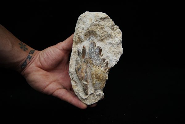 Molar fósil de Basilosaurus