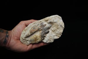Molar fósil de Basilosaurus