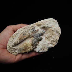Molar fósil de Basilosaurus
