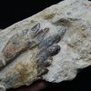 Molar fósil de Basilosaurus