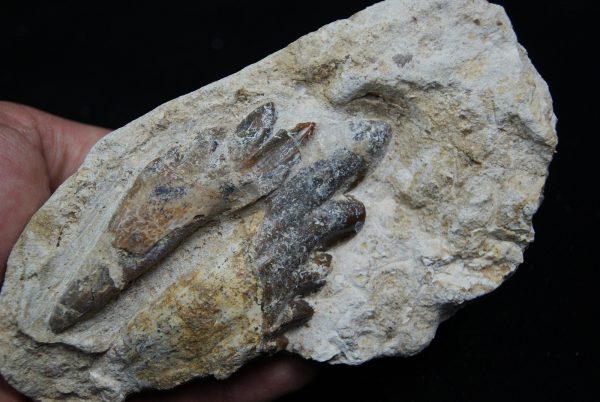 Molar fósil de Basilosaurus