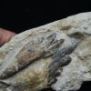 Molar fósil de Basilosaurus