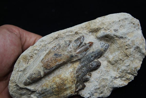 Molar fósil de Basilosaurus