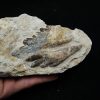 Molar fósil de Basilosaurus