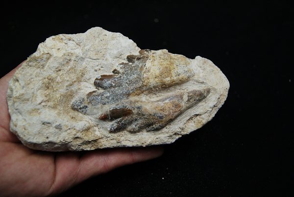 Molar fósil de Basilosaurus