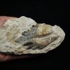 Molar fósil de Basilosaurus