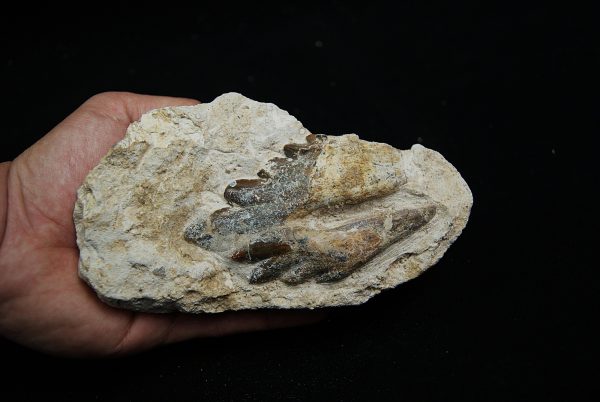 Molar fósil de Basilosaurus