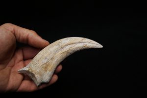 Garra fósil de Raptor