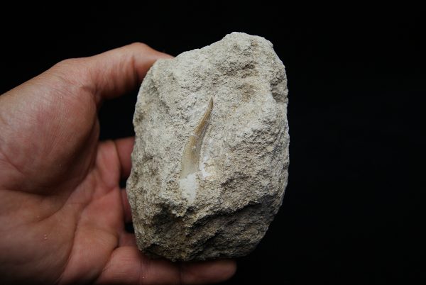 Diente fósil de Plesiosaurus