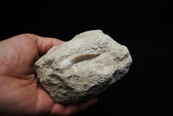 Diente fósil de Plesiosaurus