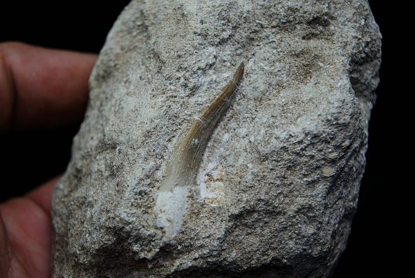Diente fósil de Plesiosaurus