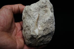 Diente fósil de Plesiosaurus