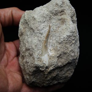 Diente fósil de Plesiosaurus