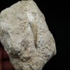 Diente fósil de Plesiosaurus