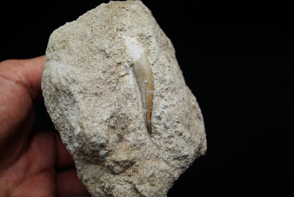 Diente fósil de Plesiosaurus