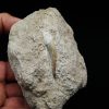 Diente fósil de Plesiosaurus