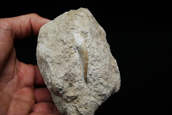 Diente fósil de Plesiosaurus