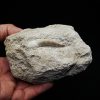 Diente fósil de Plesiosaurus