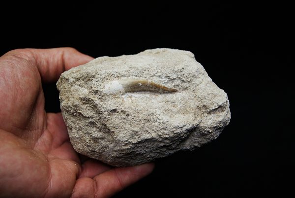 Diente fósil de Plesiosaurus