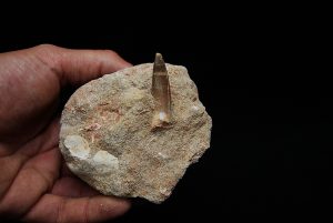 Plesiosaurus en matriz