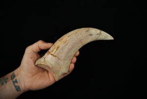 Garra Carcharodontosaurus o Spinosaurus