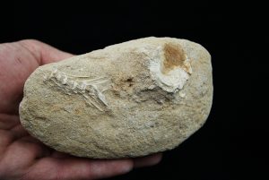 Enchodus libycus