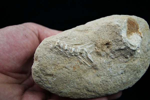 Enchodus libycus
