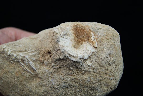 Enchodus libycus