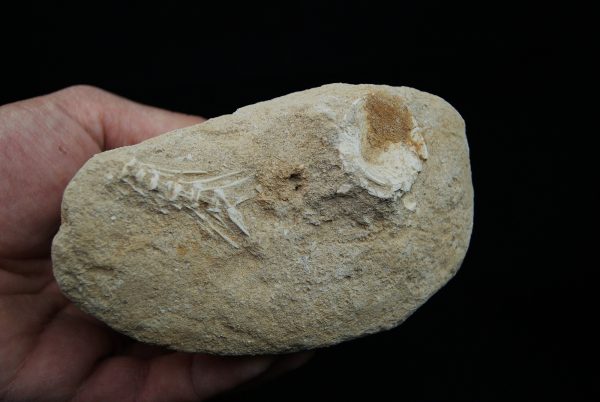 Enchodus libycus