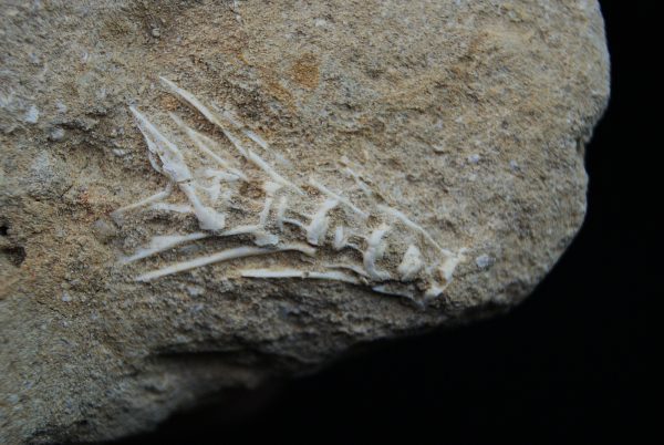 Enchodus libycus