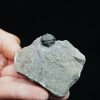 Gerastos tuberculatus