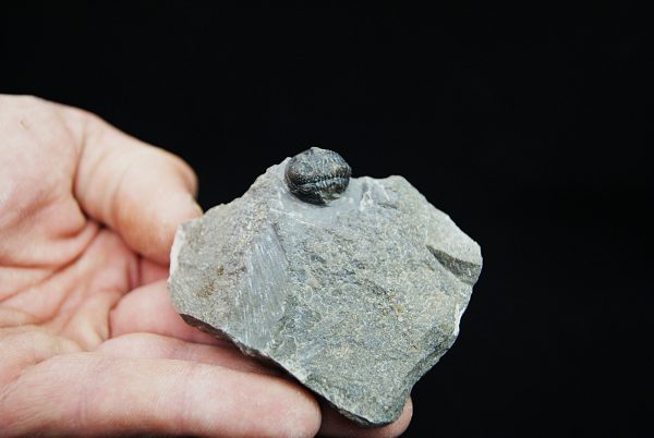 Gerastos tuberculatus