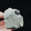 Gerastos tuberculatus