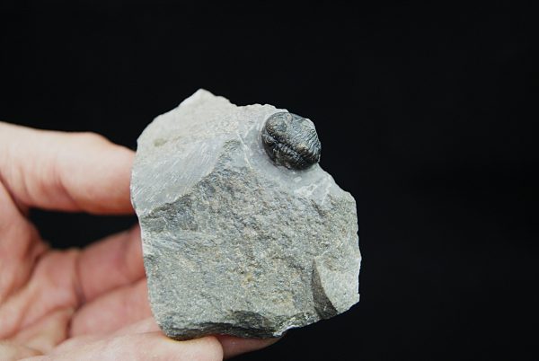 Gerastos tuberculatus
