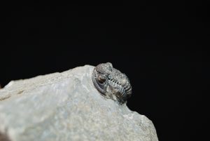Gerastos tuberculatus