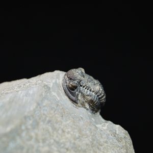 Gerastos tuberculatus