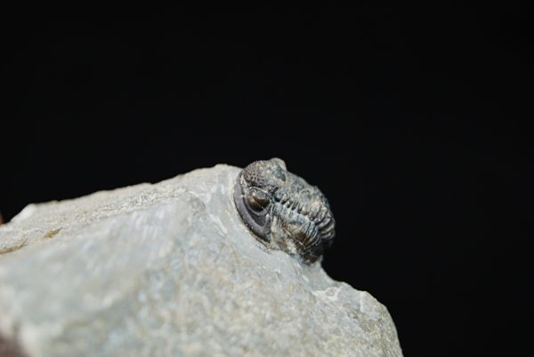 Gerastos tuberculatus