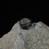 Gerastos tuberculatus