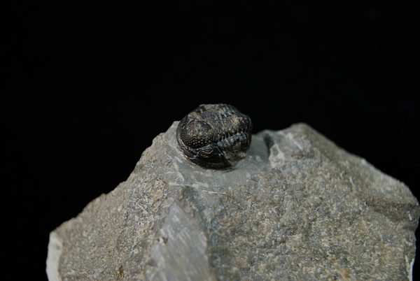 Gerastos tuberculatus