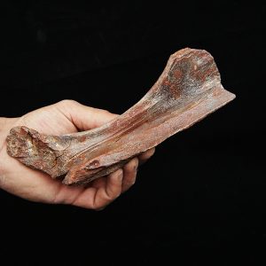 Hueso fósil del Valle de Kem Kem