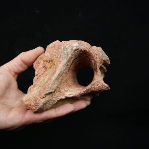 Hueso fósil del Valle de Kem Kem