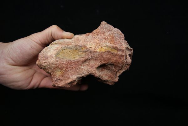 Hueso fósil del Valle de Kem Kem