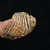 Molar fósil de mamut lanudo